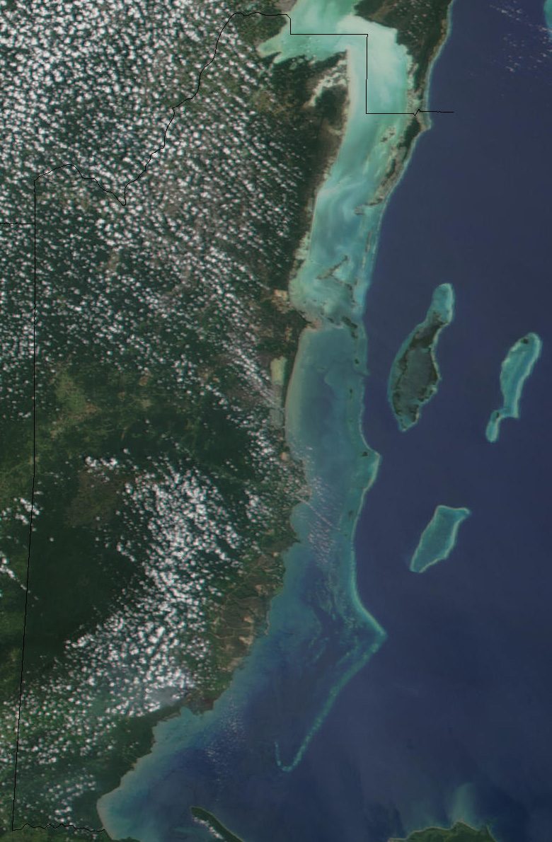 Coral and fish on the barrier reef