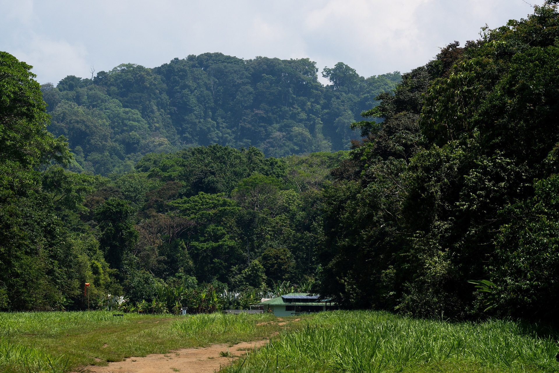 Corcovado's wild rainforest