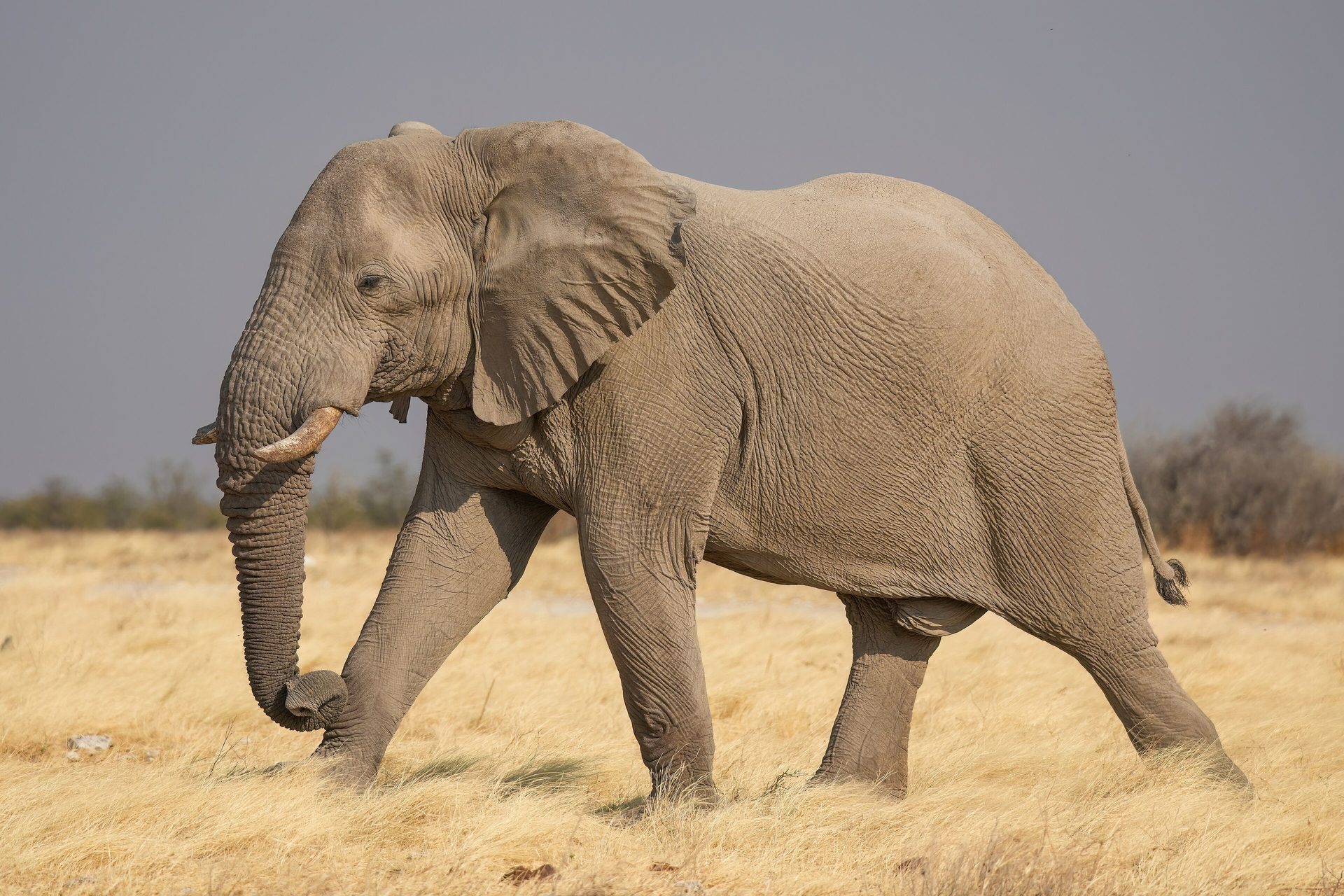 Elephants crossing the savanna