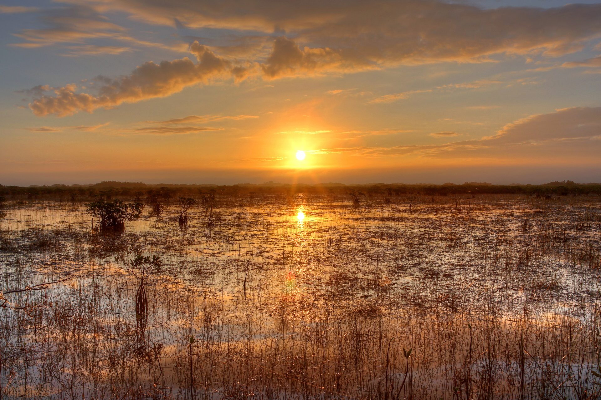 Airboat in the Everglades sawgrass