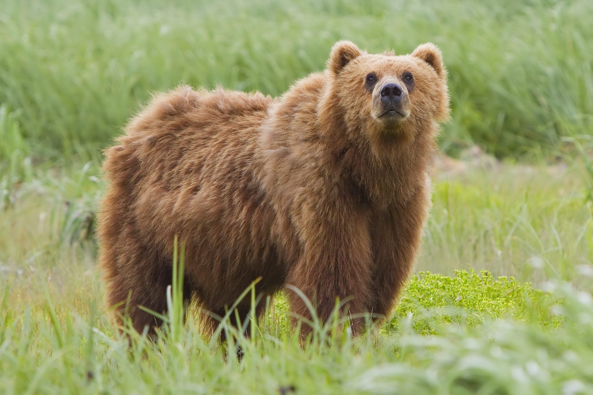A brown bear fishing for salmon