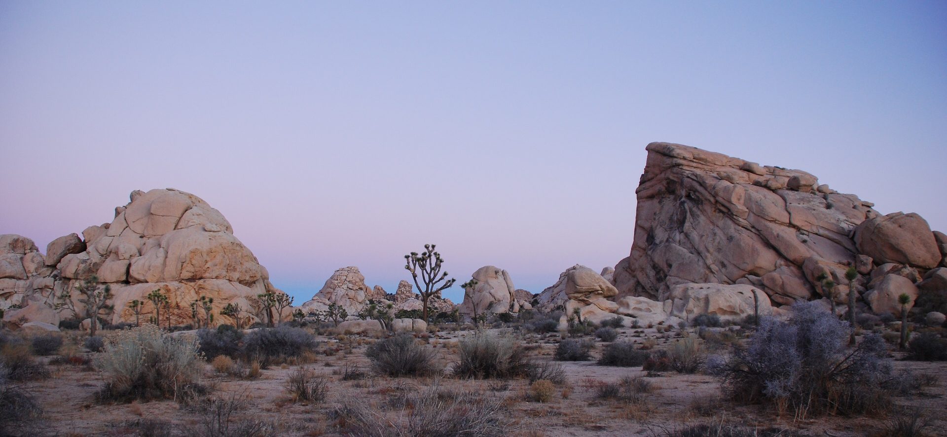Joshua trees and boulders at sunset