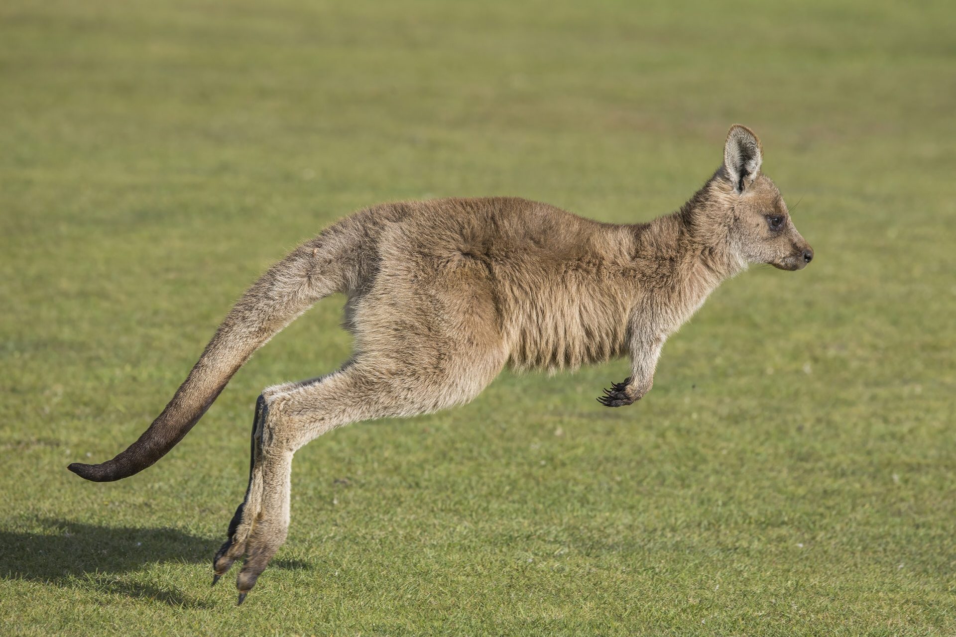 Kangaroos