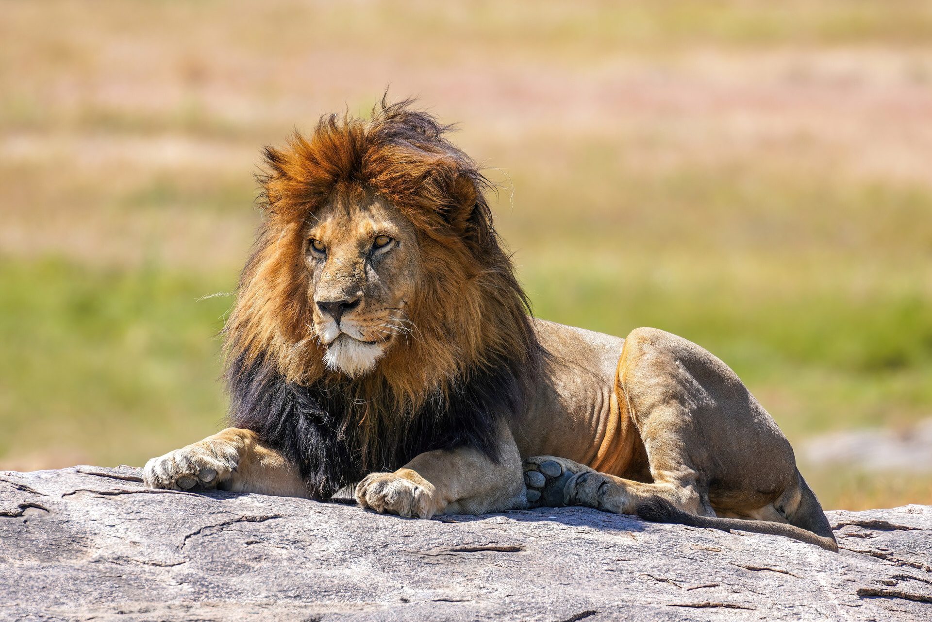 A lion in the Serengeti