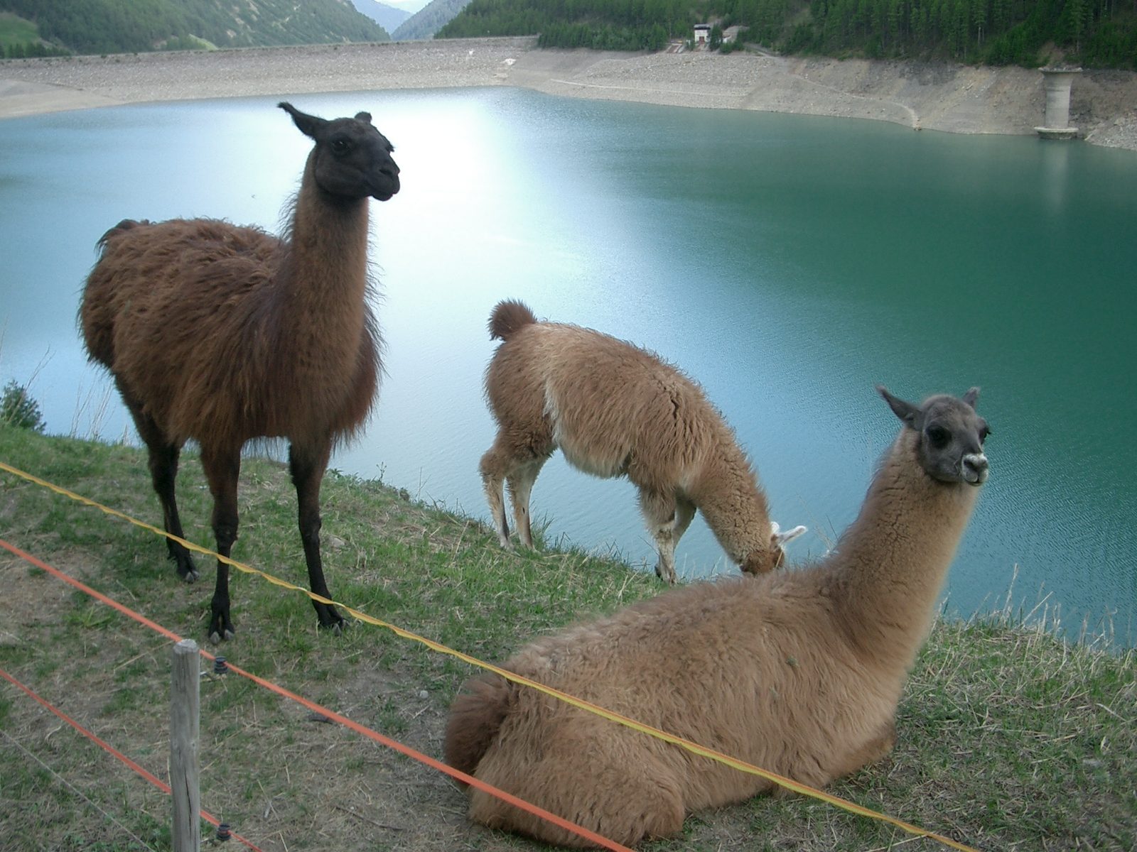 Llamas in the Sacred Valley