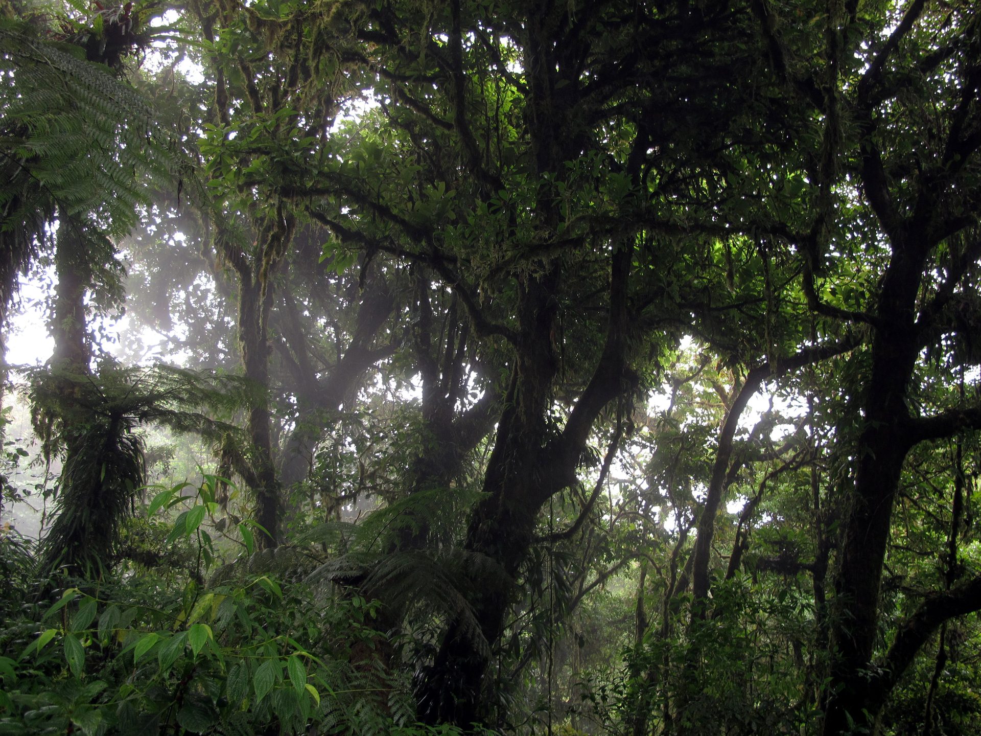 Monteverde's cloud forest canopy