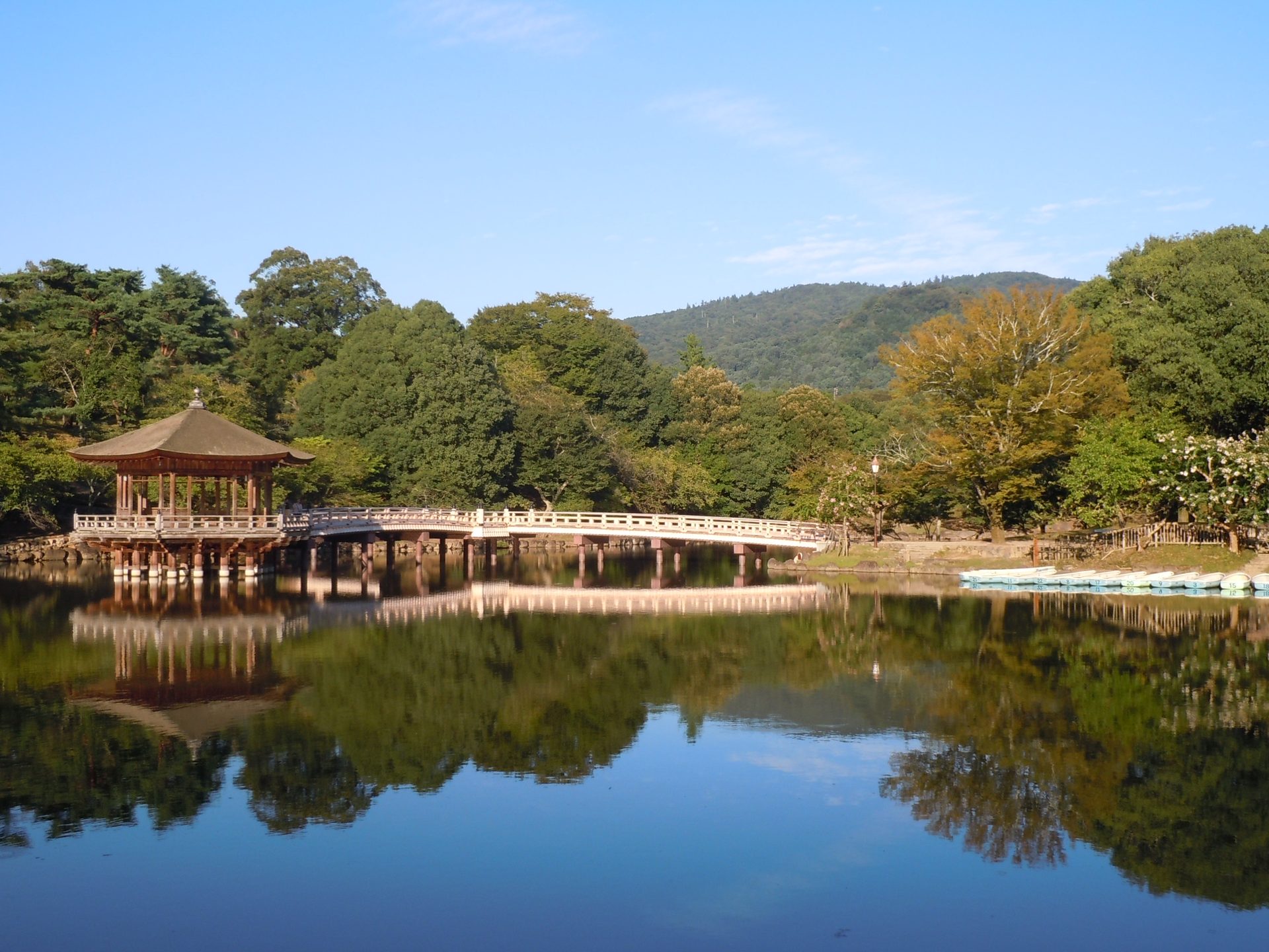 Deer at Nara Park