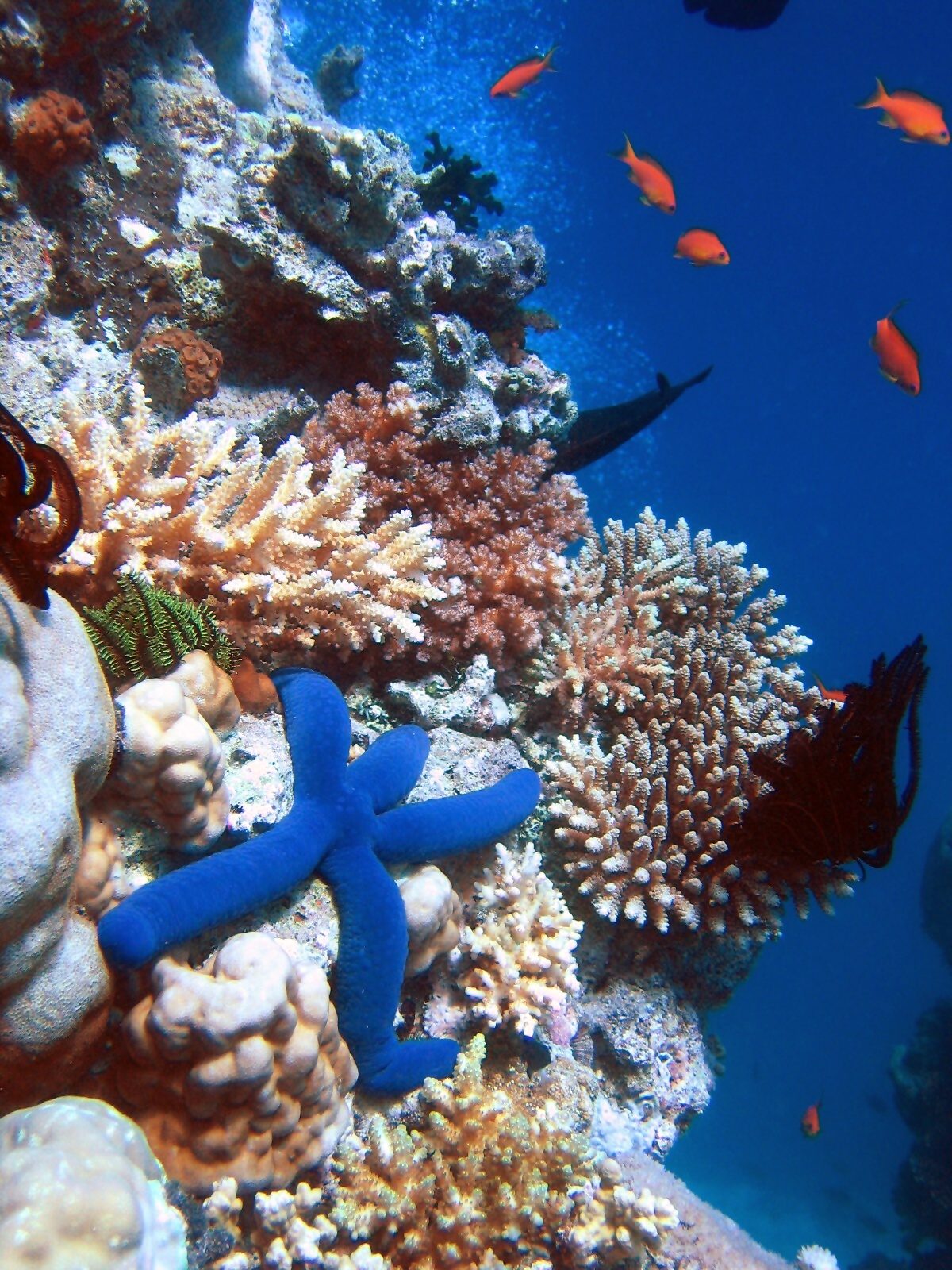 The Coral Coast of Viti Levu