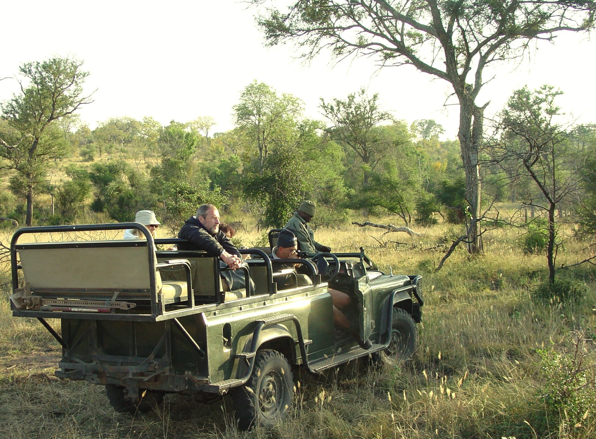 A lion on safari