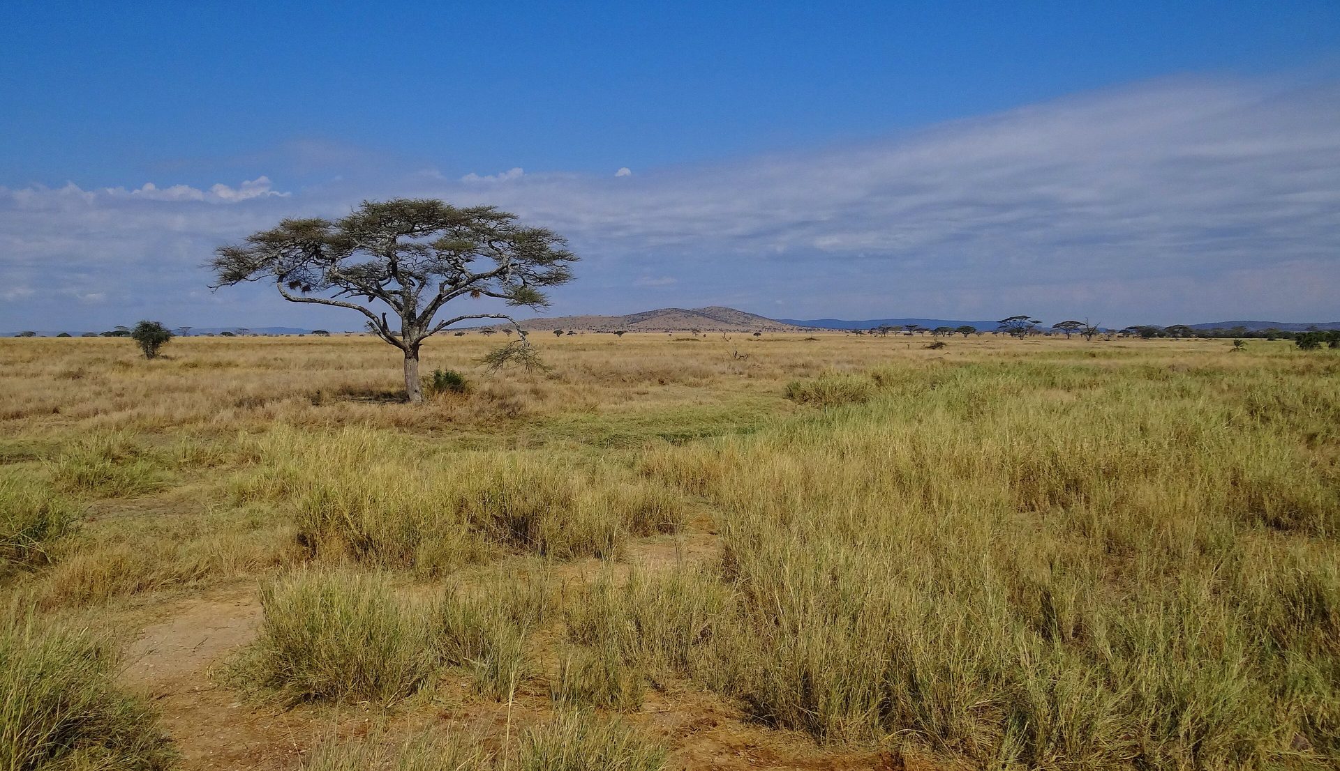 Endless Serengeti savanna