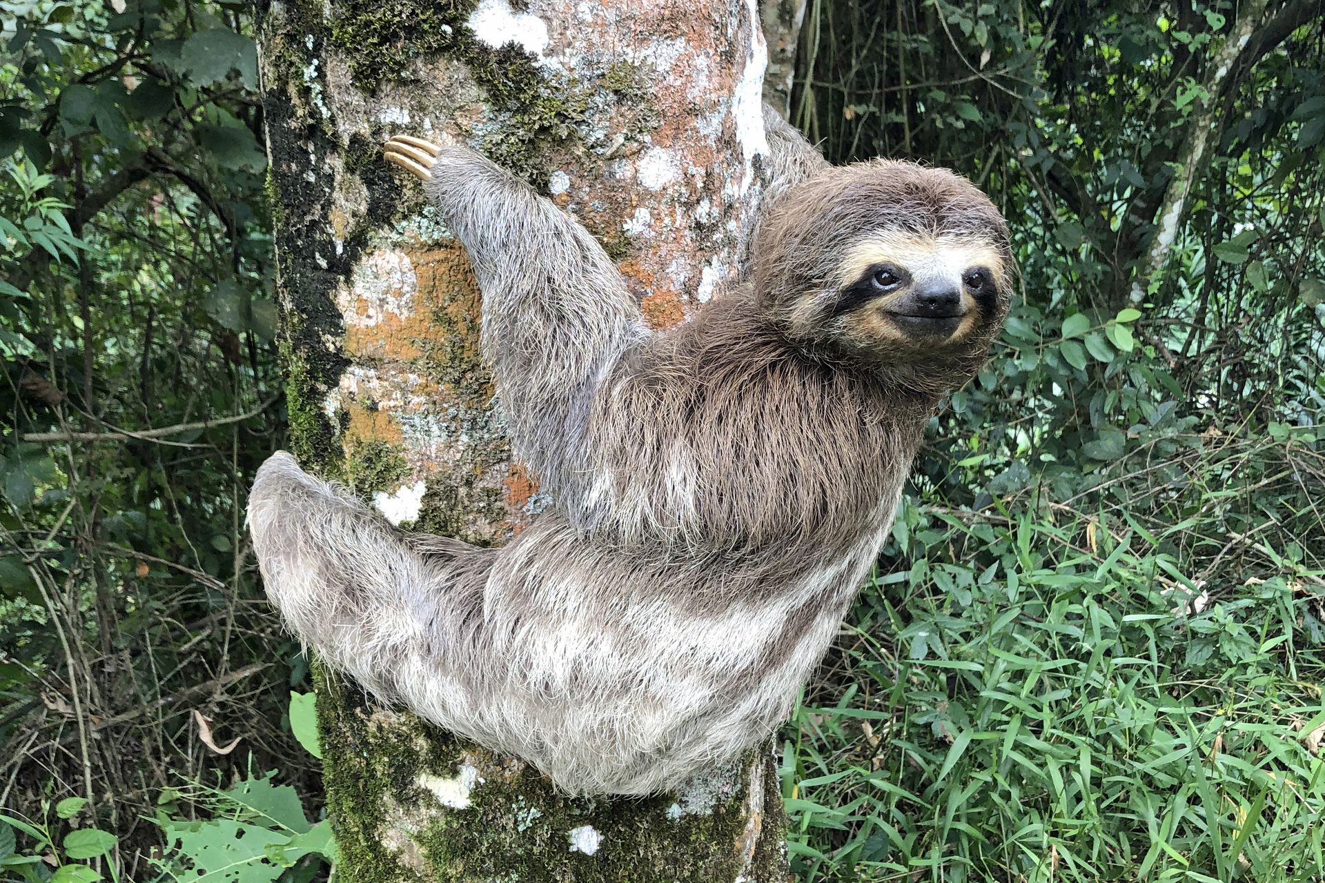 A sloth in the rainforest