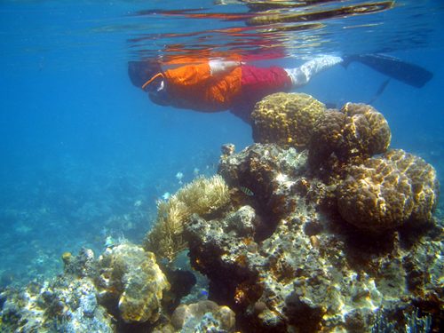 Snorkeling over soft coral