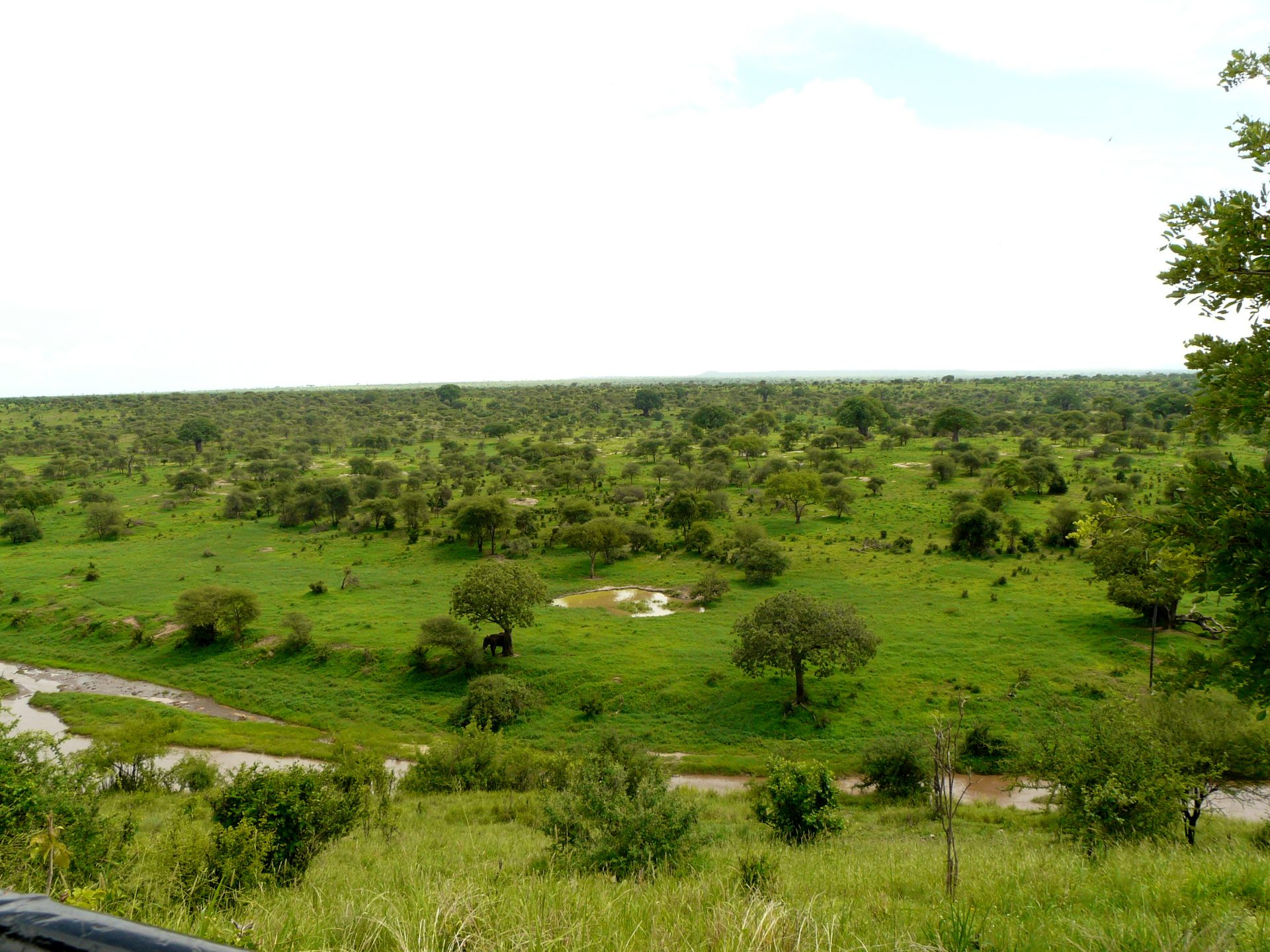 Baobabs and elephants in Tarangire